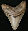 Glossy, Serrated Megalodon Tooth #14486-1
